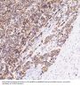 Anti-VDAC1/Porin Rabbit Monoclonal Antibody