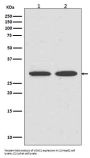 Anti-VDAC1/Porin Rabbit Monoclonal Antibody