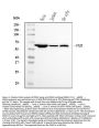 Anti-PKM2 Antibody Picoband® (monoclonal, 11I4C3)