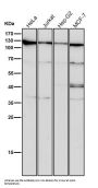 Anti-CRM1 Rabbit Monoclonal Antibody