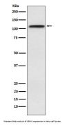 Anti-CRM1 Rabbit Monoclonal Antibody
