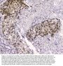Anti-CRM1 XPO1 Antibody Picoband® (monoclonal, 5G3)