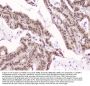 Anti-CRM1 XPO1 Antibody Picoband® (monoclonal, 5G3)