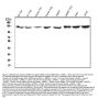 Anti-CRM1 XPO1 Antibody Picoband® (monoclonal, 5G3)