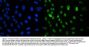 Anti-CRM1 XPO1 Antibody Picoband® (monoclonal, 5G3)
