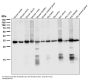 Anti-NGFR/P75 Rabbit Monoclonal Antibody