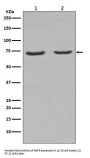 Anti-NGFR/P75 Rabbit Monoclonal Antibody