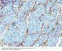 Anti-NGF-Receptor (p75) / CD271 (Soft Tissue Tumor Marker) Monoclonal Antibody