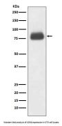 Anti-CD36/Sr B3 Rabbit Monoclonal Antibody