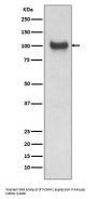 Anti-VCAM1/Cd106 Rabbit Monoclonal Antibody