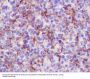 Anti-VCAM1/Cd106 Rabbit Monoclonal Antibody