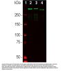 Anti-Chicken PAb Microtubule Associated Protein 2 MAP2 Antibody