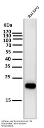 Anti-CD9 Rabbit Monoclonal Antibody