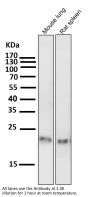Anti-CD9 Rabbit Monoclonal Antibody