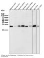 Anti-CD9 Rabbit Monoclonal Antibody