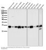 Anti-CD9 Rabbit Monoclonal Antibody