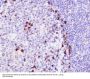Anti-CD9 Rabbit Monoclonal Antibody