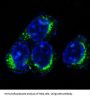 Anti-CD9 Rabbit Monoclonal Antibody