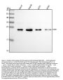 Anti-CD9 Rabbit Monoclonal Antibody