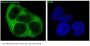 Anti-Vinculin VCL Rabbit Monoclonal Antibody