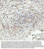 Anti-Vinculin VCL Rabbit Monoclonal Antibody