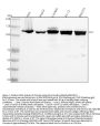 Anti-Vinculin VCL Rabbit Monoclonal Antibody