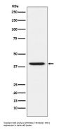 Anti-RING2 / RING1B / RNF2 Rabbit Monoclonal Antibody