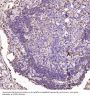 Anti-S100A4 Rabbit Monoclonal Antibody