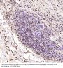 Anti-S100A4 Rabbit Monoclonal Antibody