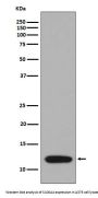 Anti-S100A4 Rabbit Monoclonal Antibody