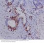 Anti-S100A4 Rabbit Monoclonal Antibody