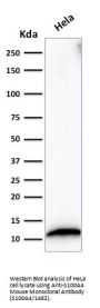 Anti-S100A4 (Marker of Tumor Metastasis) Monoclonal Antibody