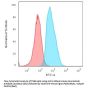 Anti-S100A4 (Marker of Tumor Metastasis) Monoclonal Antibody