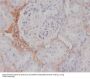 Anti-TGFBI/Beta Ig H3 Rabbit Monoclonal Antibody