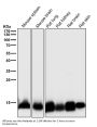 Anti-TRX1 TXN Rabbit Monoclonal Antibody
