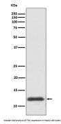 Anti-TRX1 TXN Rabbit Monoclonal Antibody