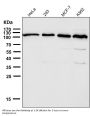 Anti-ABCG1 Rabbit Monoclonal Antibody