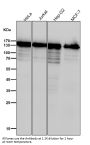 Anti-HAUSP / USP7 Rabbit Monoclonal Antibody