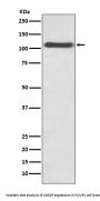 Anti-CD62P SELP Rabbit Monoclonal Antibody