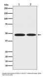 Anti-ENO1/Alpha Enolase Rabbit Monoclonal Antibody