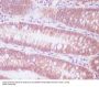Anti-ENO1/Alpha Enolase Rabbit Monoclonal Antibody