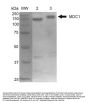 Anti-MDC1 Monoclonal Antibody