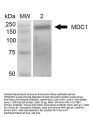 Anti-MDC1 Monoclonal Antibody
