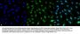Anti-MDC1 Monoclonal Antibody