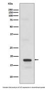 Anti-SCF Rabbit Monoclonal Antibody