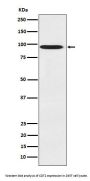 Anti-CDT2 Monoclonal Antibody