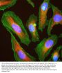 Anti-All Six Isotypes Of Mammalian Actin Monoclonal Antibody