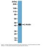 Anti-beta -Actin ACTB Rabbit Monoclonal Antibody, Clone#RM112
