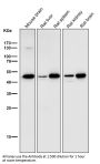 Anti-LIS1 Rabbit Monoclonal Antibody