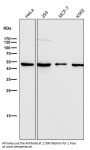 Anti-LIS1 Rabbit Monoclonal Antibody